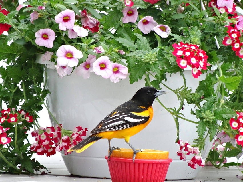 Baltimore Oriole, songbird, table, summer, flowers HD wallpaper
