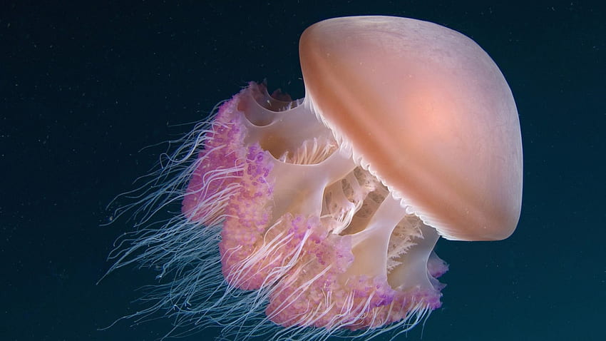 Amazing Jellyfish, animal, other, jellyfish, pink HD wallpaper