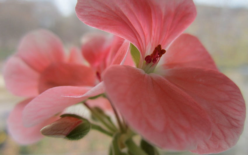 Pink, Flower, Macro, Petals, Bud HD wallpaper