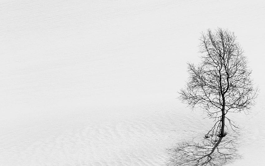 drzewo, śnieg, minimalizm, bw, minimalistyczna jesień Tapeta HD