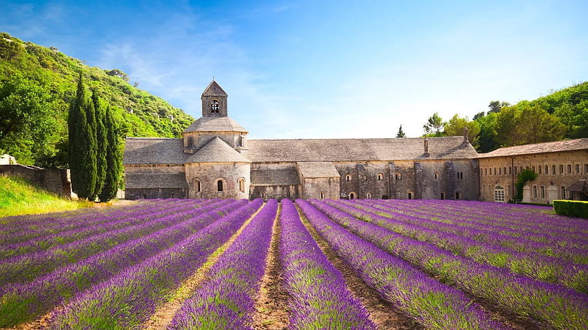 Lavender Field, Provence, France, cloister, rows, blossoms, purple, trees, sky HD wallpaper
