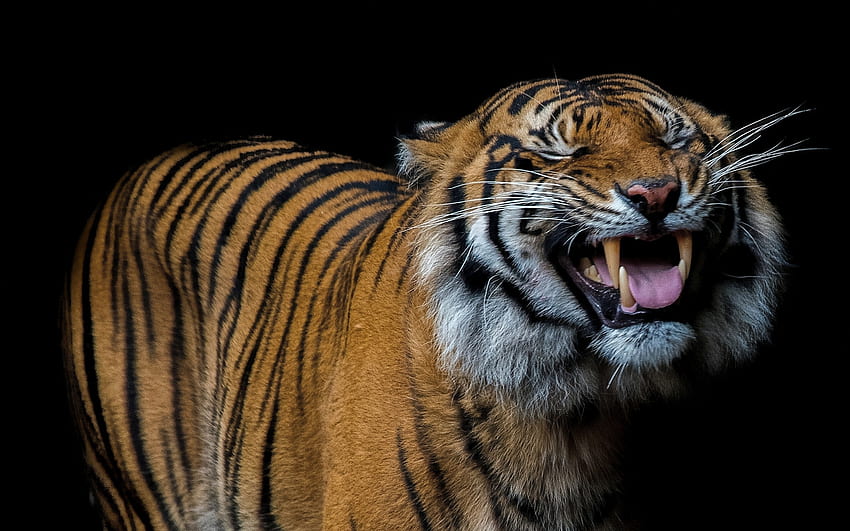 Zwierzęta, uśmiech, drapieżnik, uśmiech, tygrys Tapeta HD