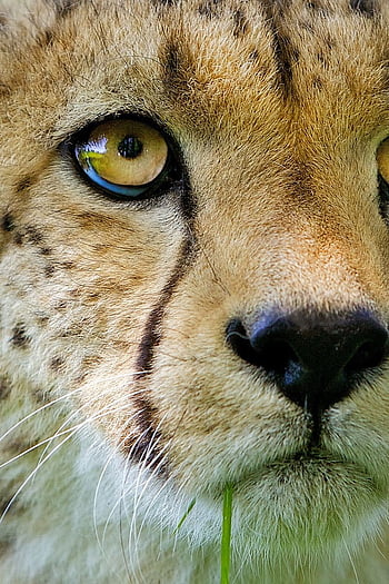 Cheetah face close up HD wallpapers | Pxfuel