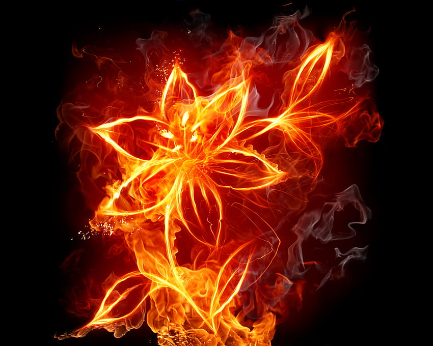 fogo flamejante, brilho escuro, flores, fogo papel de parede HD