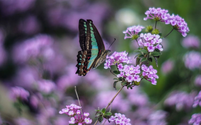 BUTTERFLY, PETALS, FLOWERS, WINGS, INSECT HD wallpaper