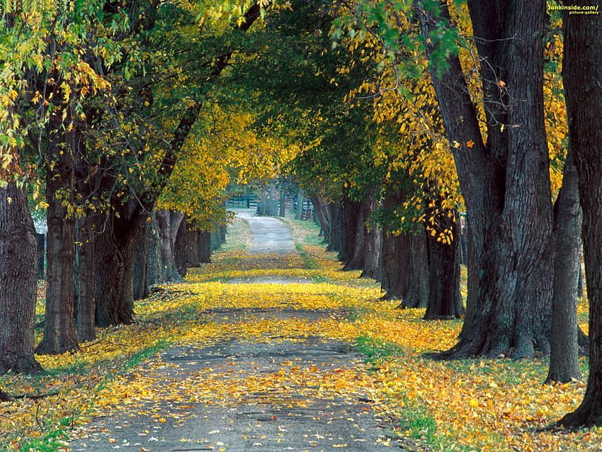 Lines Tree Roadway !!!, leaves, other, road, nature, tree HD wallpaper