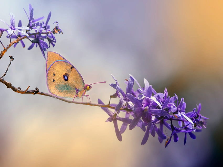 蝶, 花, 昆虫, 支店 高画質の壁紙