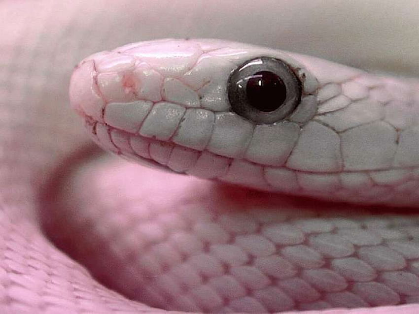 snake, pink, i, like HD wallpaper