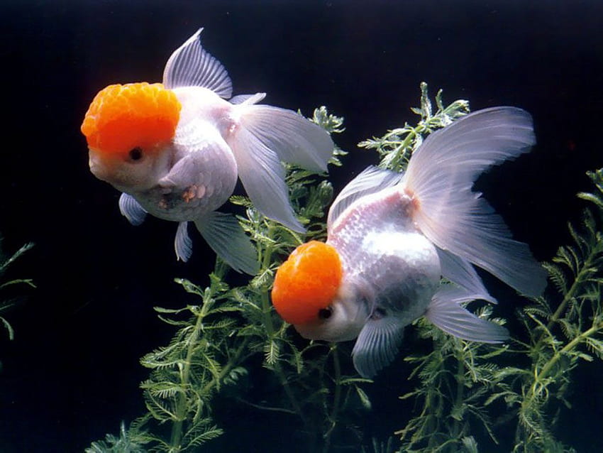 Goldfish HD wallpaper | Pxfuel