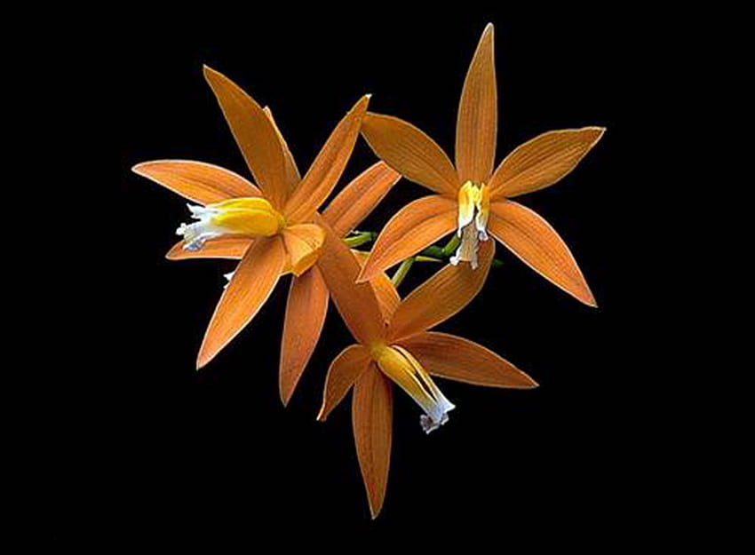 Орхидея 1, жълто, горещо, природа, цветя, орхидея HD тапет