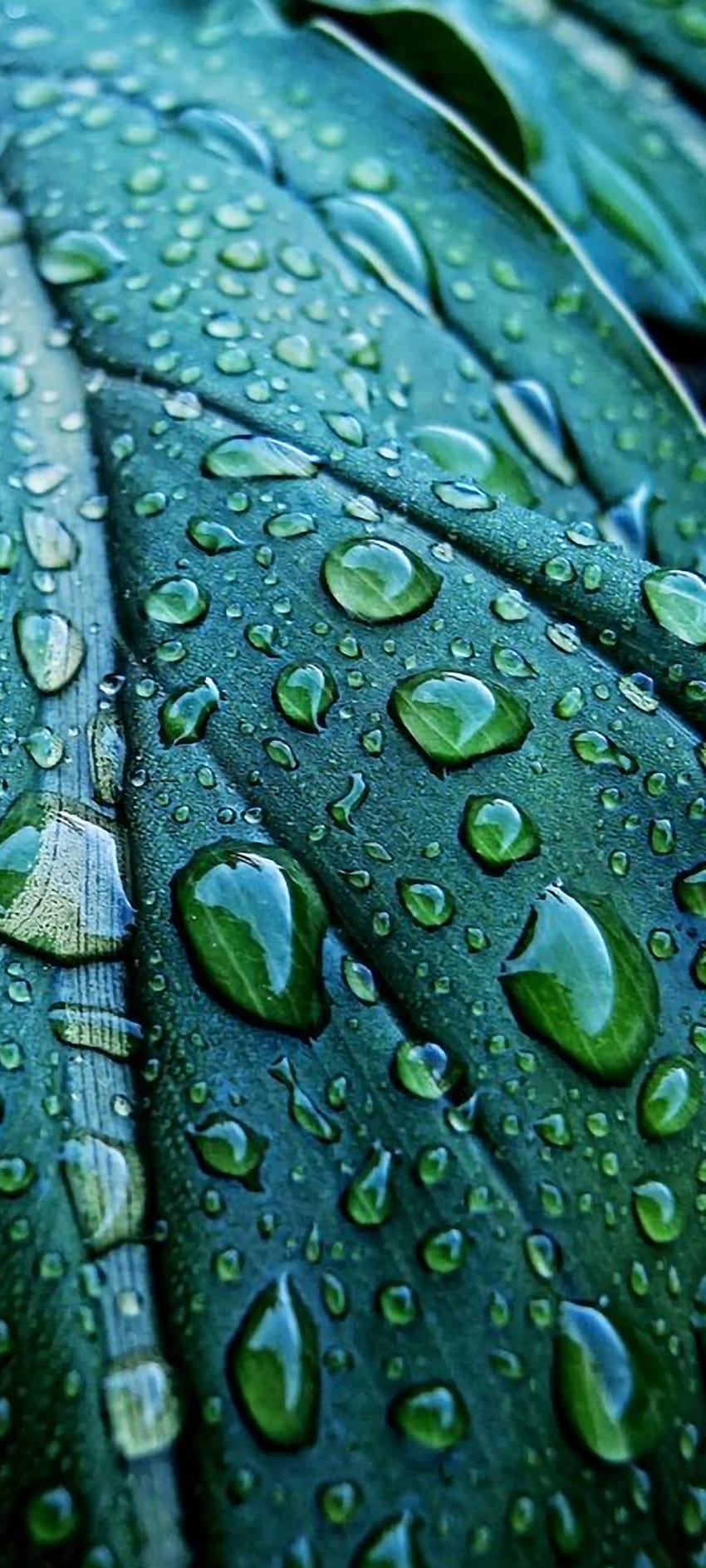 LoveLife, drops, green, nature HD phone wallpaper