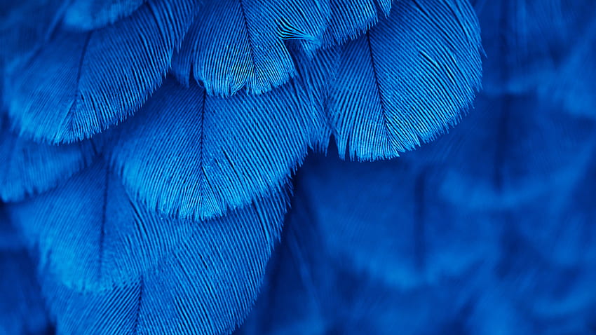 Птица, синьо, пера и фон • 12593 • Wallur HD тапет