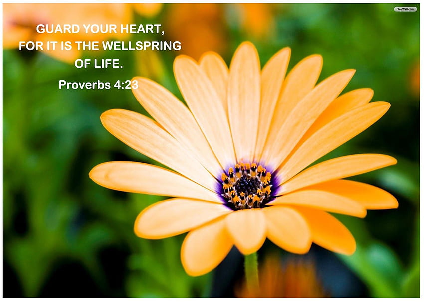 Proverbs 4:23. The Wisdom of Proverbs Living. Spring HD wallpaper | Pxfuel