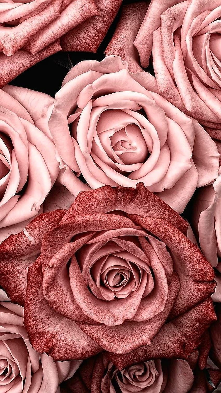 Pinterest. Rose gold , Rose HD phone wallpaper