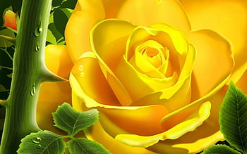 3d yellow rose HD wallpapers | Pxfuel