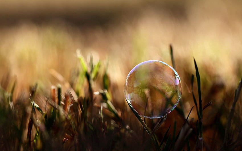 Grass, Macro, Glare, Moisture, Bubble HD wallpaper