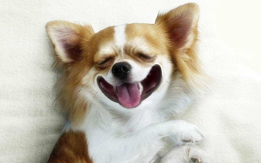 Śmieszna twarz, zwierzę, pies, uśmiech, twarz, zabawny, język, pies Tapeta HD