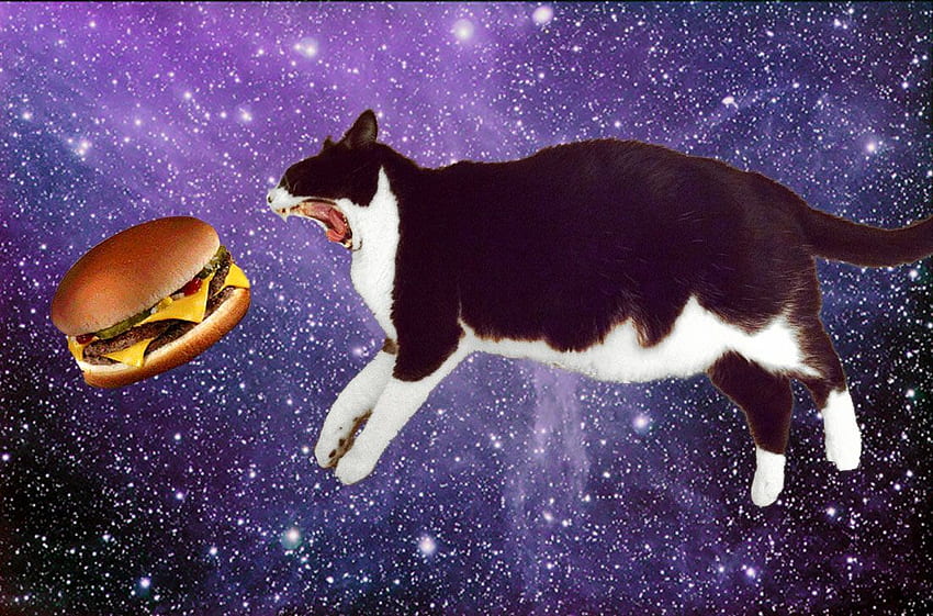 Wtf, Cats in Space HD wallpaper