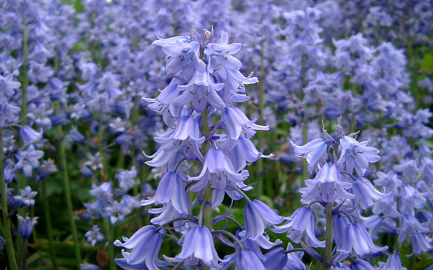 Bluebells Flowers Purple Bell Spring Wilde Waldblumen HD-Hintergrundbild