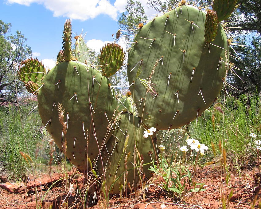 Arizona Cactus, spines, dry, prickly, plant, desert, america, succulent, usa HD wallpaper
