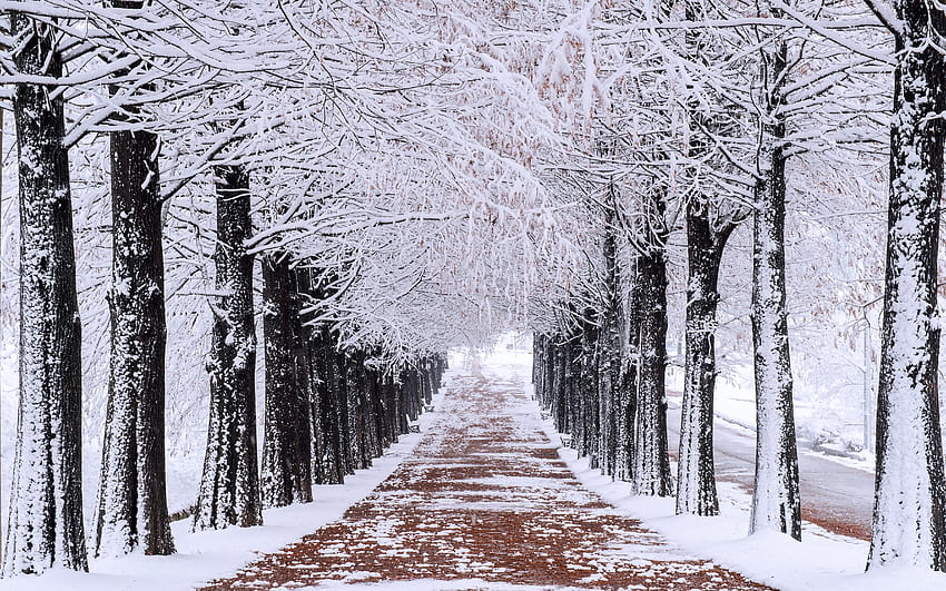 Мразовит път, дървета, зима, път, скреж HD тапет