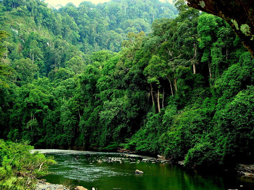 Borneo HD-Hintergrundbild