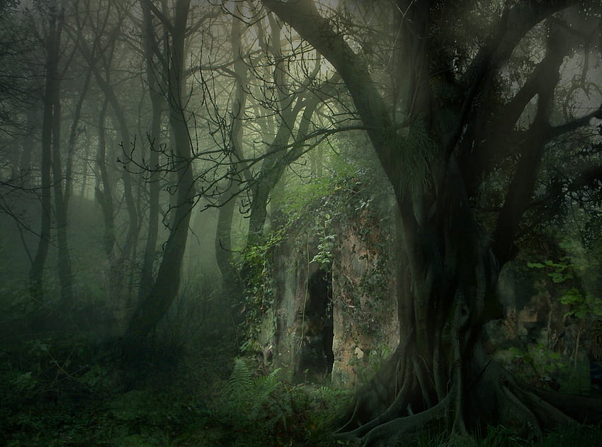 Dark Magic Forest - Magical Dark Fairy Forest - - teahub.io, Dark Jungle Anime HD-Hintergrundbild