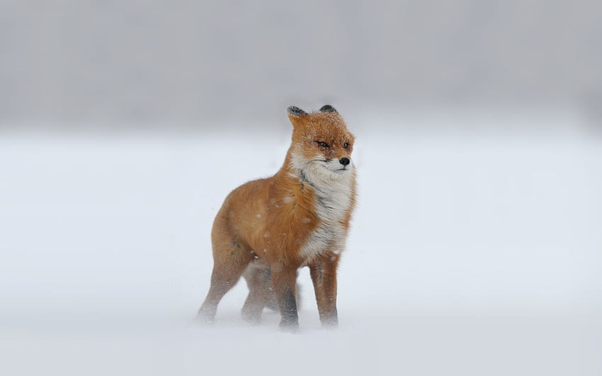 red fox in snow wallpaper clipart