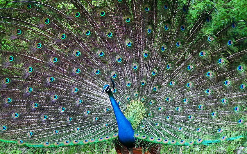 Indian Peafowl from the above resolutions. If you don't find the exact resolution. Peacock , Peacock HD wallpaper