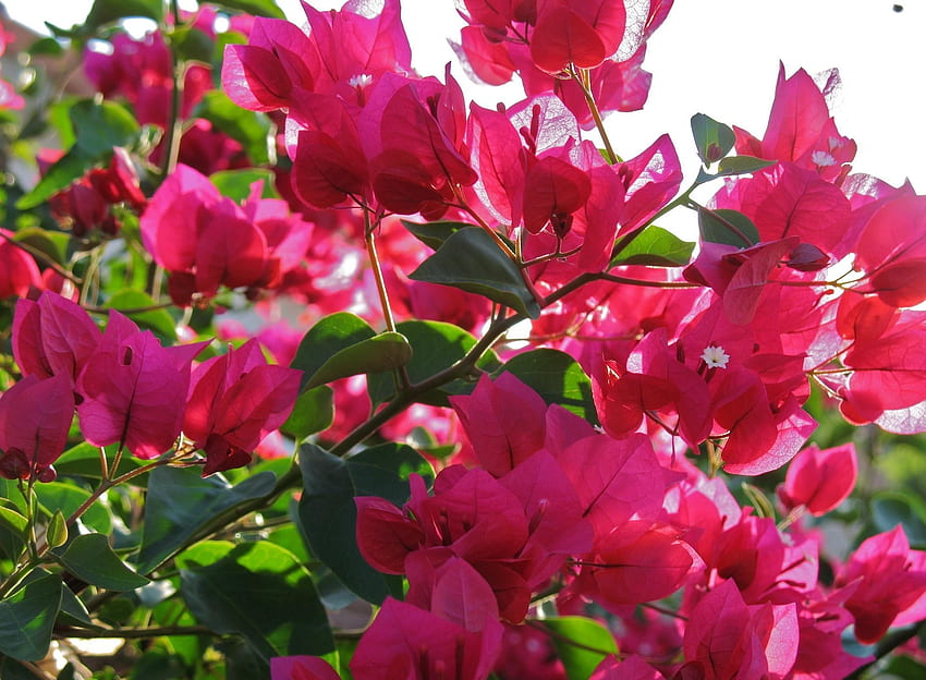 Flowers, Close-Up, Branches, Bloom, Flowering, Sunny, Bougainvillea HD wallpaper