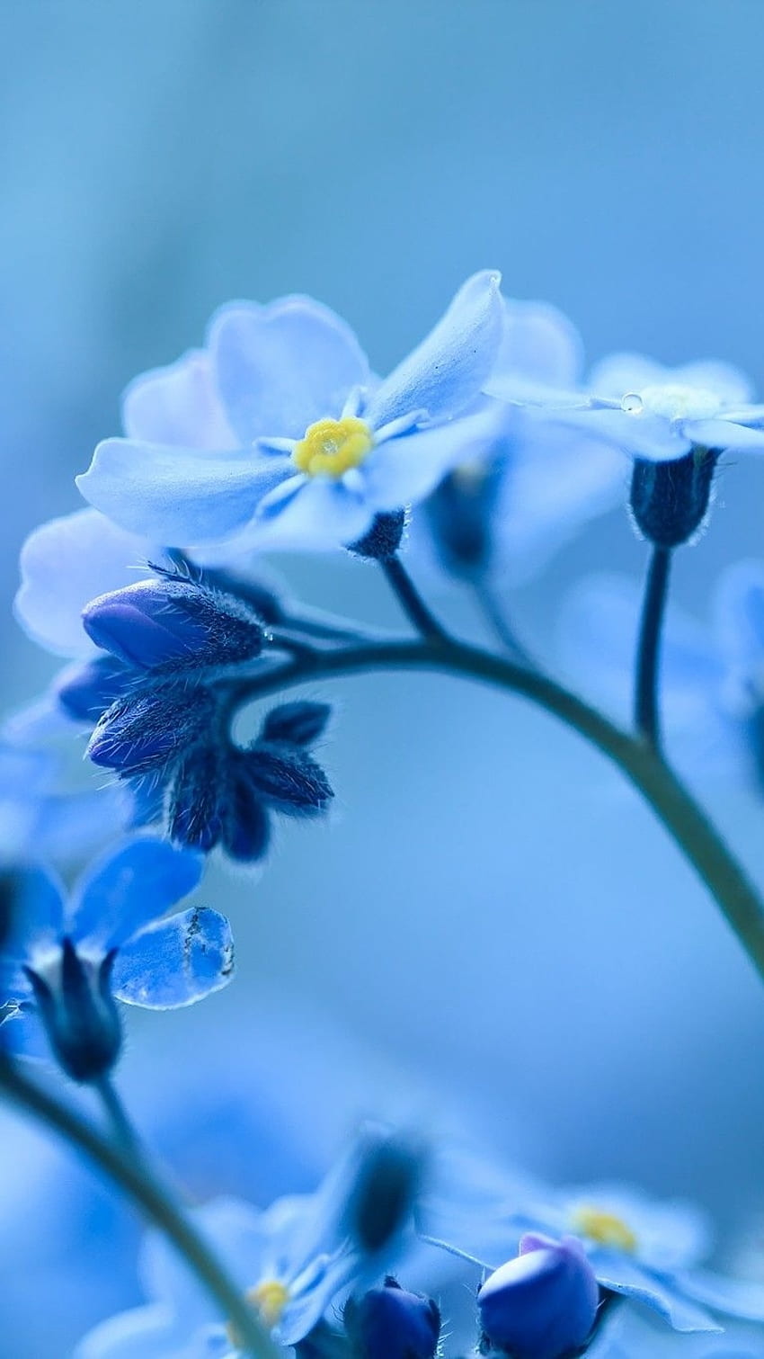 Flores Azules, Naturaleza Azul fondo de pantalla del teléfono | Pxfuel