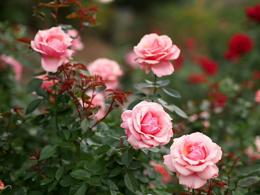 ดอกไม้ ดอกกุหลาบ สีชมพู กลีบดอกไม้ วอลล์เปเปอร์ HD