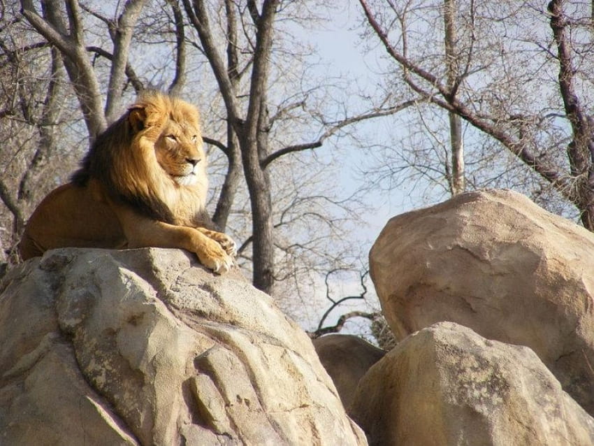 Leo the Lion, animal, trees, sky, lion, rock HD wallpaper