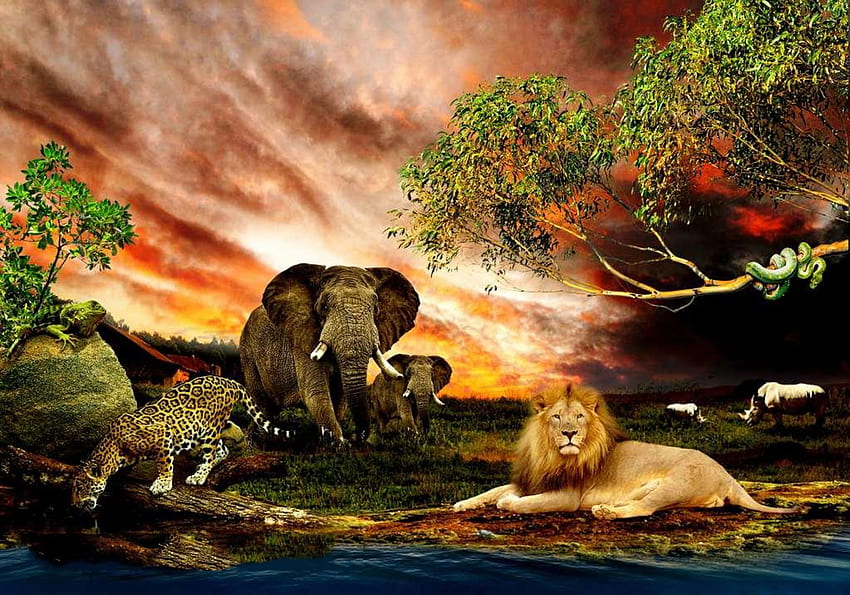 Lew, natura, lampart, słoń Tapeta HD