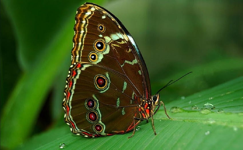Papillon, ailes, vert, insecte Fond d'écran HD