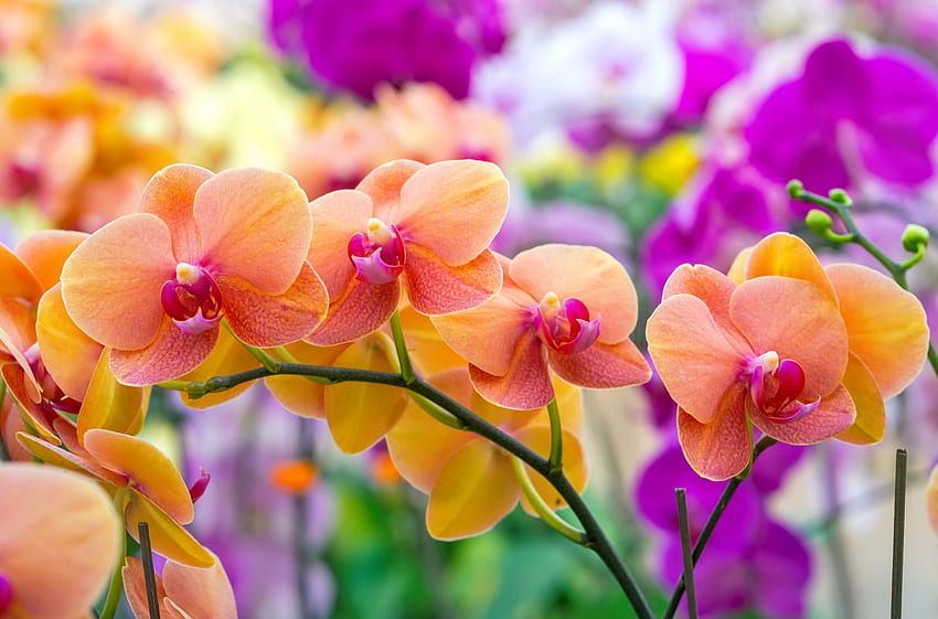 Colorful orchids, branch, colorful, flower, scent, beautiful, fragrance, orchids HD wallpaper