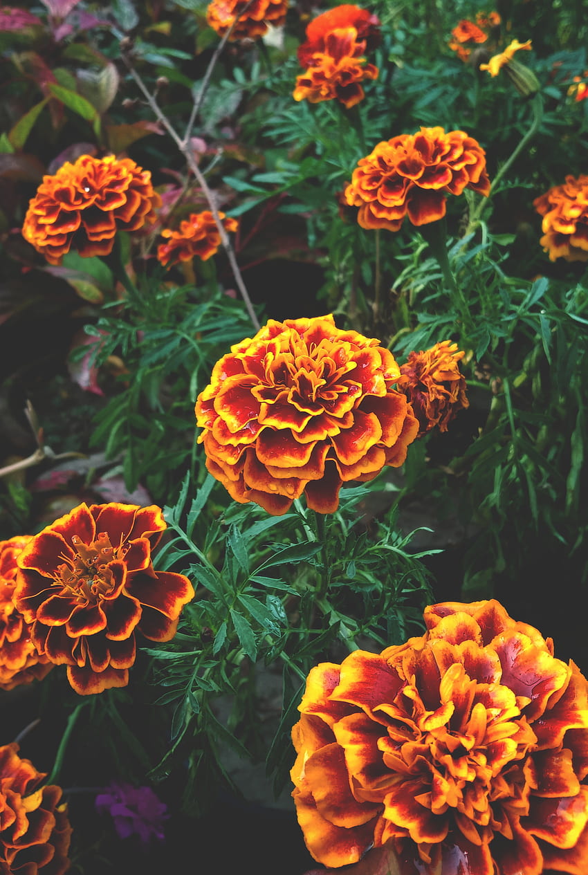 Orange flowers, tagetes, Forest HD phone wallpaper