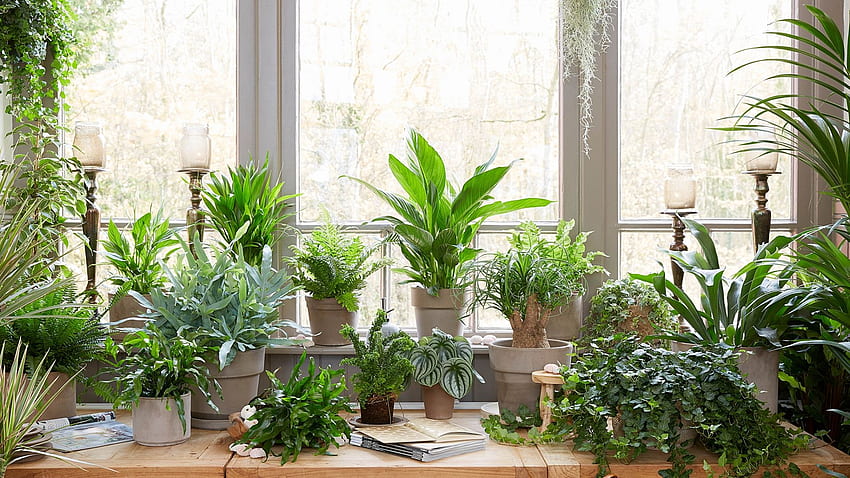 Survival strategies how to keep houseplants alive over winter [] for your , Mobile & Tablet. Explore Houseplant . Houseplant, Indoor Plants HD wallpaper