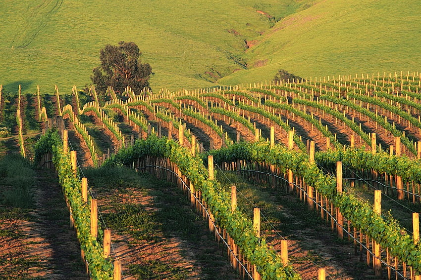 USA, Californie, vignoble, colline, Napa, Napa Valley Wineries. Visite œnologique, vignobles de la vallée de Napa, vallée de Napa en Californie, domaine viticole Fond d'écran HD