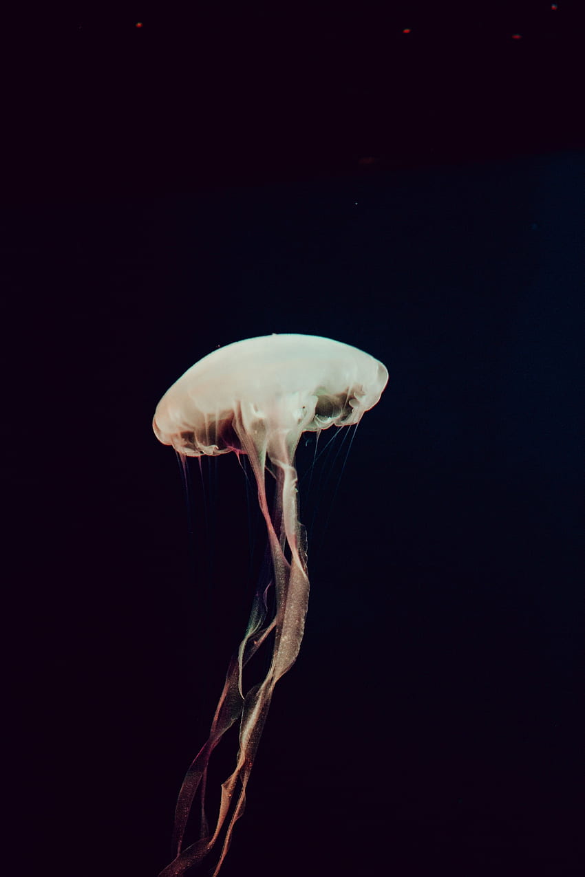 Animals, Sea, Jellyfish, Dark, Tentacles, Depth HD phone wallpaper