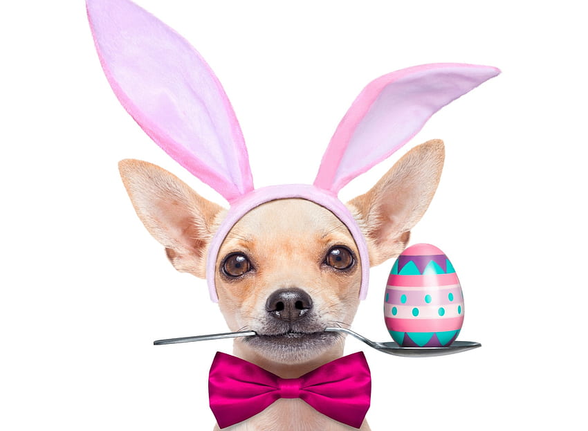 Buona Pasqua!, cane, uovo, animale, bianco, carino, coniglietto, cucciolo, rosa, orecchie, divertente, pasqua, chihuahua, cucchiaio, fiocco, caine Sfondo HD