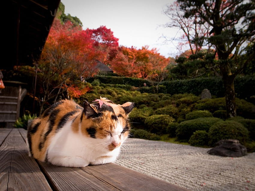 Autunno Sulla Testa (Tempio Konpuku Ji, Kyoto). Kyoto, tempio e Giappone, gatto giapponese Sfondo HD