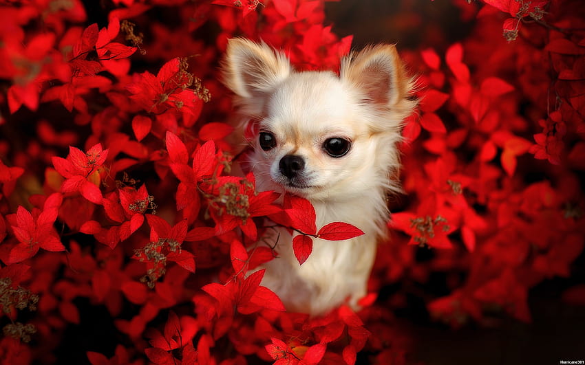 วันนี้เป็นวันคริสต์มาสหรือยัง น้องหมา ดอกไม้ ชิวาวา ตัวน้อย วอลล์เปเปอร์ HD