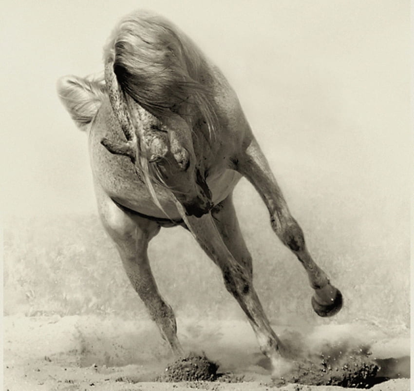 Berlari dan berlari, kuda, kuda jantan, hewan, cavalo Wallpaper HD