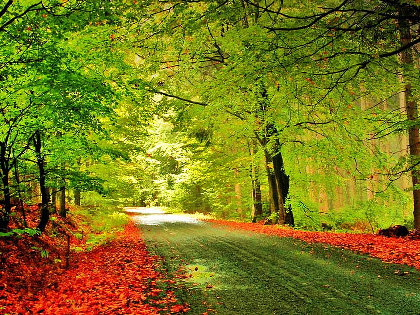 parche de sol, luz, verde, árboles, parche de luz solar, hojas rojas caídas, caminar fondo de pantalla