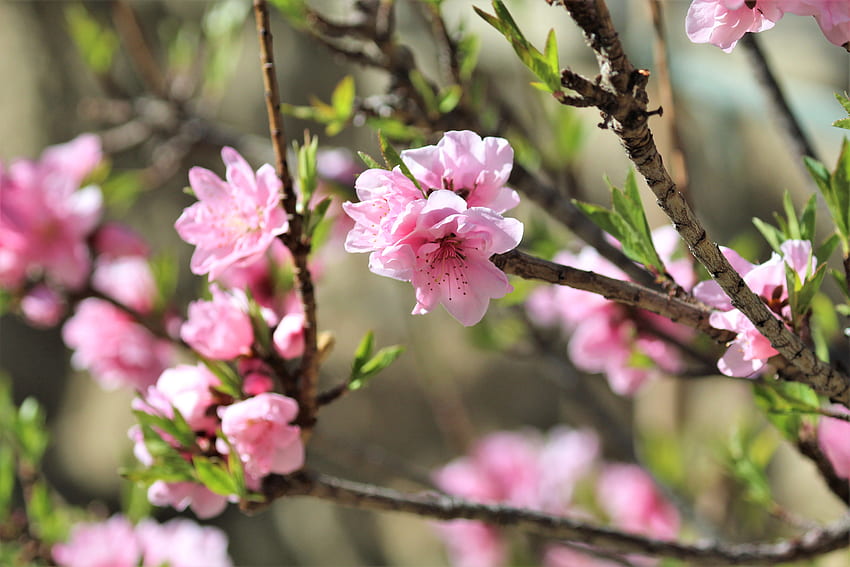 Flowers, Sakura, Branches, Spring HD wallpaper | Pxfuel