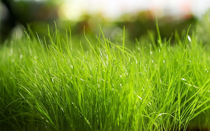 Gras für Android, Grasland HD-Hintergrundbild