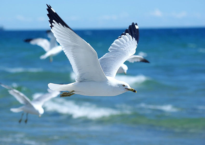 Sea Gulls, gull, bird, gulls, flying, fly, water, beach HD wallpaper