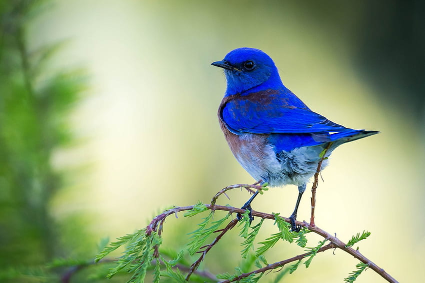 นกสีฟ้า น้ำเงิน กิ่งไม้ นกเขียวพาสารี วอลล์เปเปอร์ HD