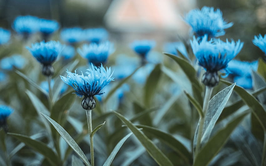 Flowers, blue, summer, green, flower HD wallpaper